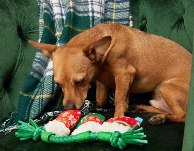BARK Stocking Tuggers Plush Dog Toy